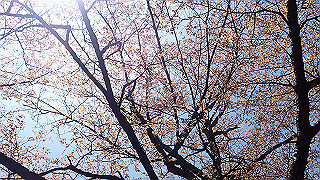p4232277_thumb.jpg