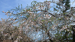 p4232306_thumb.jpg