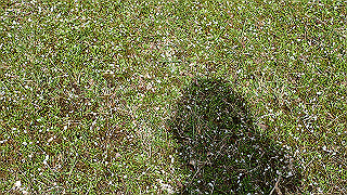 p4232307_thumb.jpg