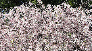 p4232324_thumb.jpg