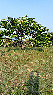 p4252472_thumb.jpg