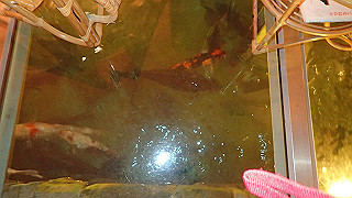 p4262597_thumb.jpg
