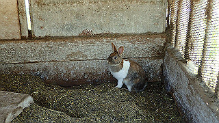 p4272650_thumb.jpg