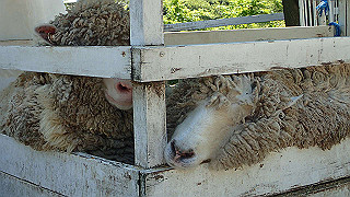p4272651_thumb.jpg