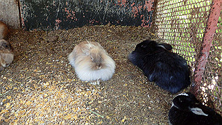 p4272654_thumb.jpg