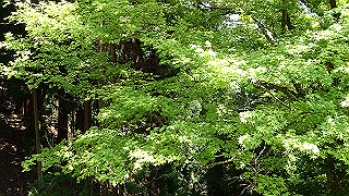p4302750_thumb.jpg