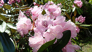 p4302755_thumb.jpg