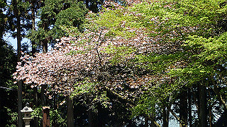 p4302775_thumb.jpg