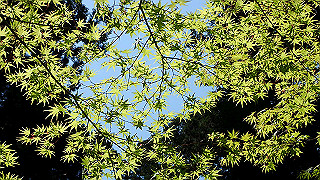 p4302782_thumb.jpg