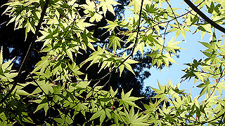 p4302783_thumb.jpg
