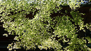 p4302842_thumb.jpg