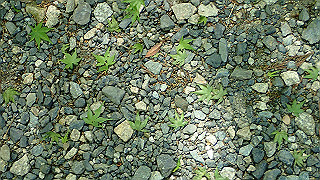 p4302876_thumb.jpg