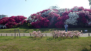 p5022976_thumb.jpg