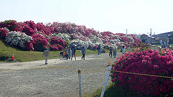 p5022977_thumb.jpg