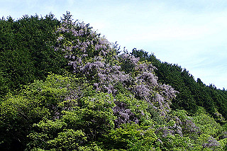 p5062691_thumb.jpg