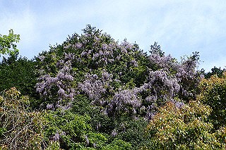 p5062692_thumb.jpg