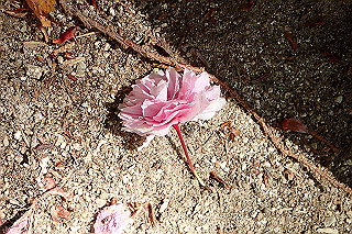 p5062707_thumb.jpg