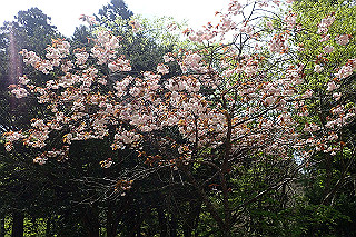 p5062738_thumb.jpg