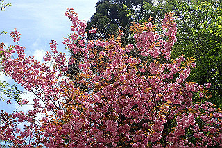 p5062740_thumb.jpg