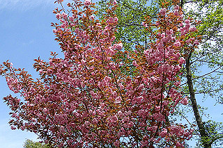 p5062741_thumb.jpg