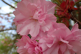 p5062743_thumb.jpg