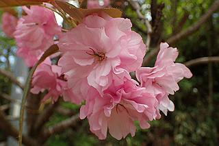 p5062744_thumb.jpg