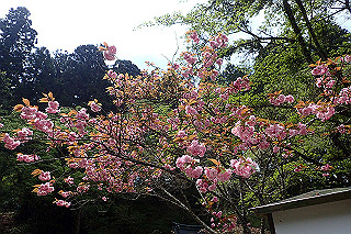 p5062750_thumb.jpg