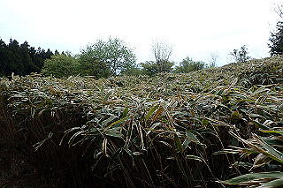 p5062803_thumb.jpg