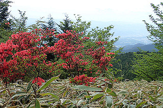 p5062808_thumb.jpg