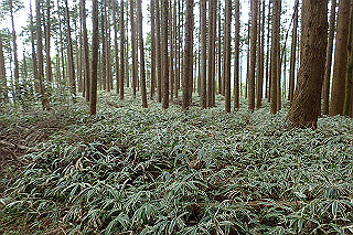 p5062812_thumb.jpg