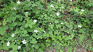 p5062864_thumb.jpg