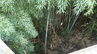 p5062900_thumb.jpg