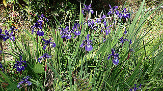 p5062912_thumb.jpg