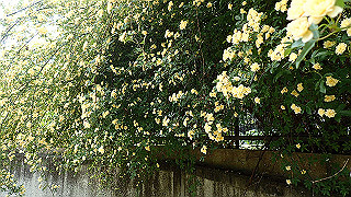 p5062916_thumb.jpg