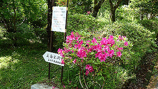 p5062925_thumb.jpg