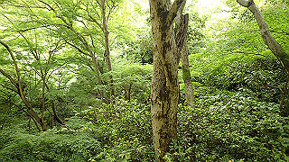 p5163686_thumb.jpg