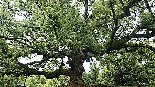 p5163740_thumb.jpg