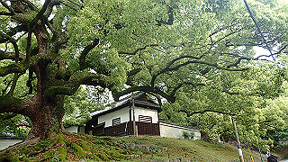 p5163742_thumb.jpg
