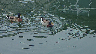 p5163777_thumb.jpg