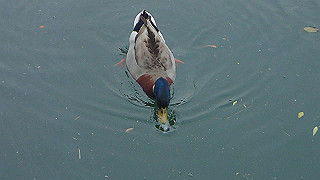 p5163778_thumb.jpg