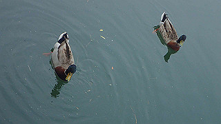 p5163779_thumb.jpg
