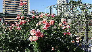 p5263804_thumb.jpg