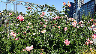 p5263806_thumb.jpg