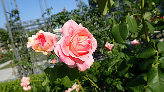 p5263808_thumb.jpg