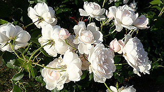 p5263809_thumb.jpg