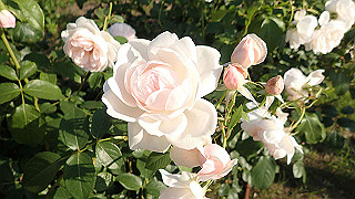 p5263810_thumb.jpg