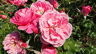 p5263813_thumb.jpg