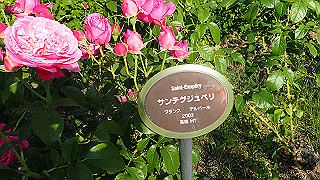 p5263815_thumb.jpg