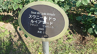 p5263816_thumb.jpg