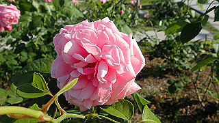 p5263821_thumb.jpg